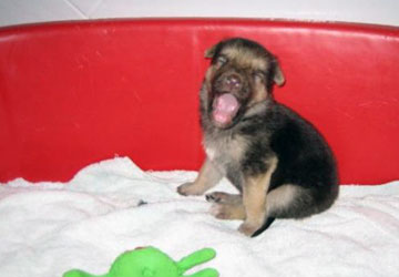 Crying or yawning Crying or yawning